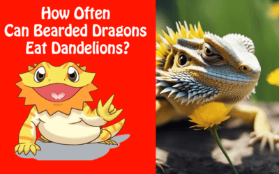 How Often Can Bearded Dragons Eat Dandelions?