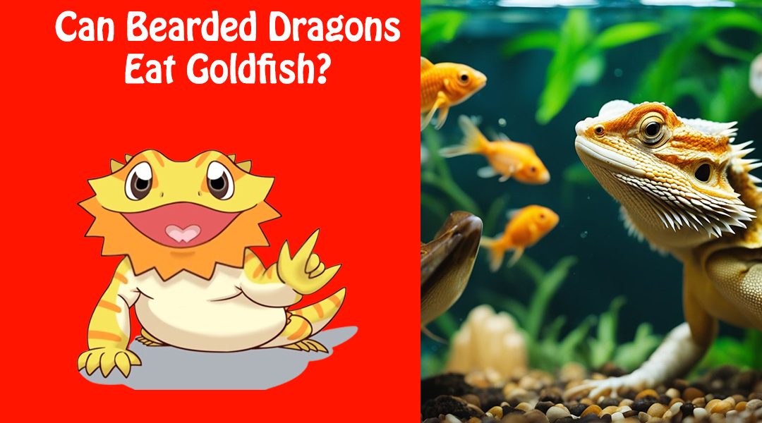 Can Bearded Dragons Eat Goldfish?