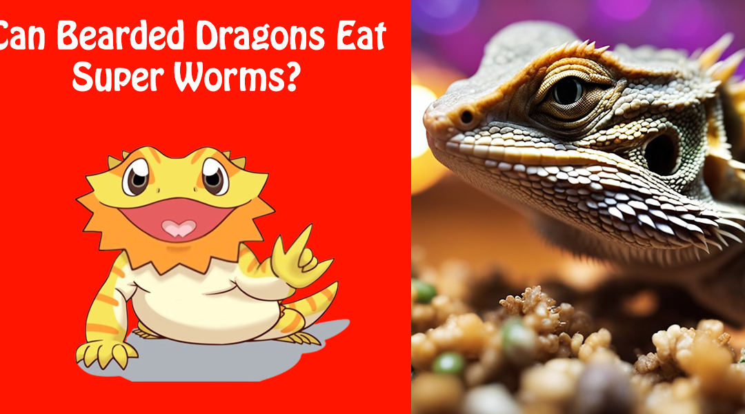 Can Bearded Dragons Eat Super Worms?
