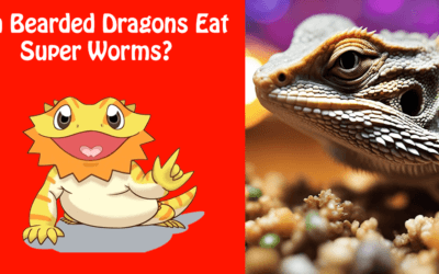 Can Bearded Dragons Eat Super Worms?