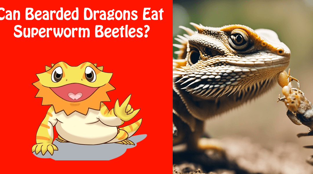 Can Bearded Dragons Eat Superworm Beetles?