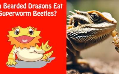Can Bearded Dragons Eat Superworm Beetles?