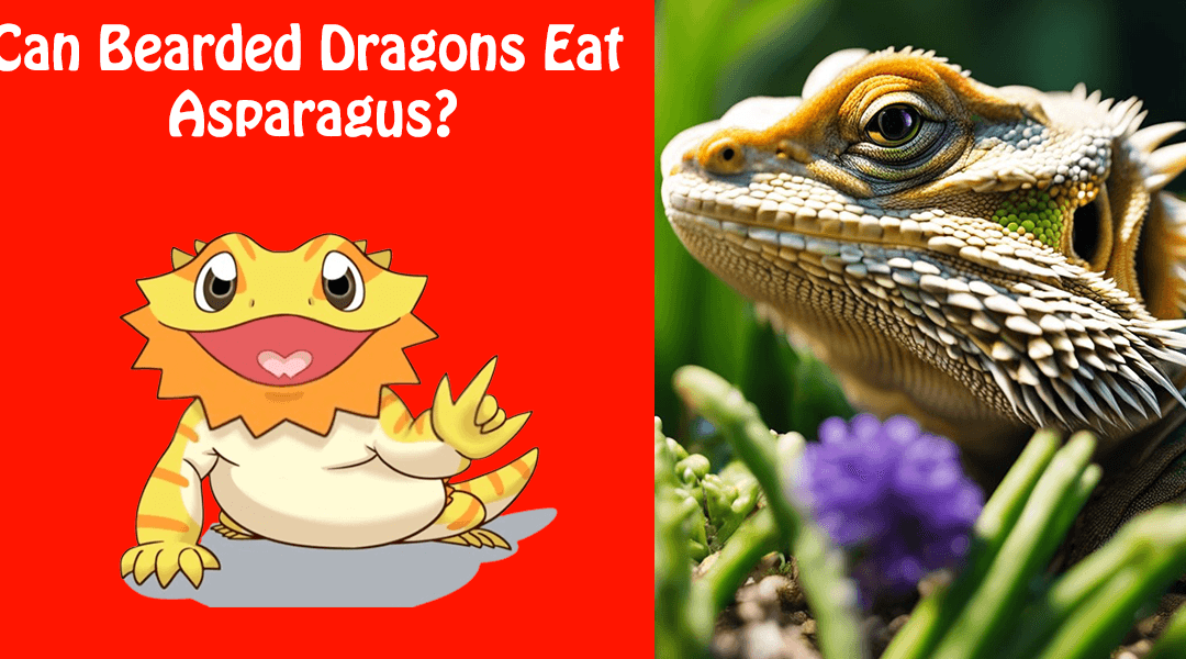 Can Bearded Dragons Eat Asparagus?