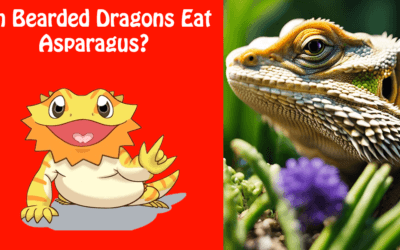 Can Bearded Dragons Eat Asparagus?