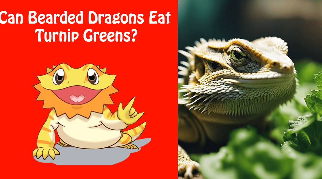 Can Bearded Dragons Eat Turnip Greens?