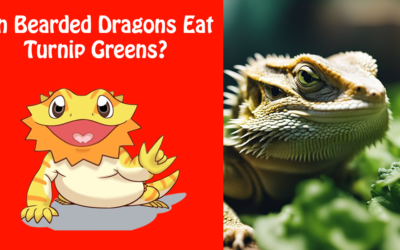 Can Bearded Dragons Eat Turnip Greens?