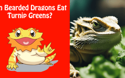 Can Bearded Dragons Eat Turnip Greens?