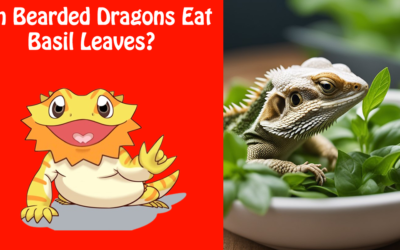 Can Bearded Dragons Eat Basil Leaves?