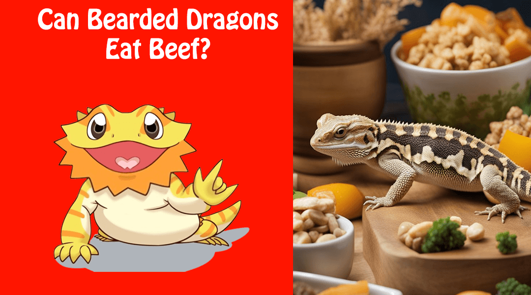 Can Bearded Dragons Eat Beef?