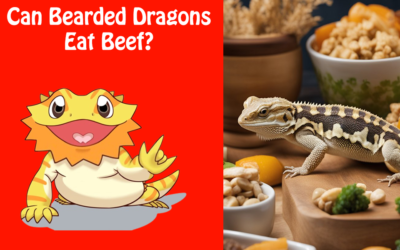 Can Bearded Dragons Eat Beef?