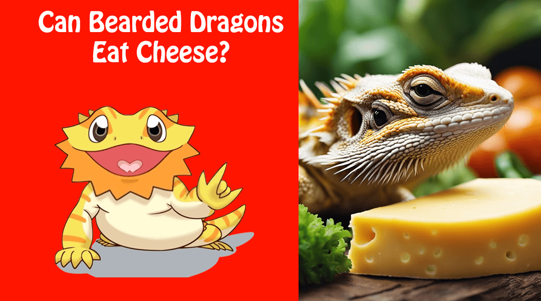 Can Bearded Dragons Eat Cheese?