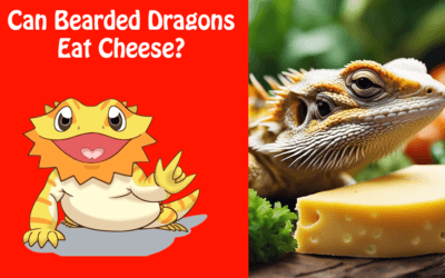 Can Bearded Dragons Eat Cheese?