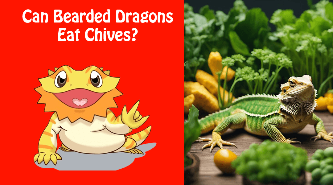Can Bearded Dragons Eat Chives?