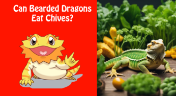 Can Bearded Dragons Eat Chives?