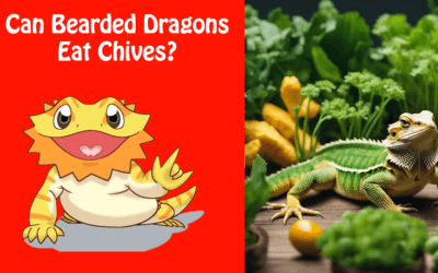 Can Bearded Dragons Eat Chives?