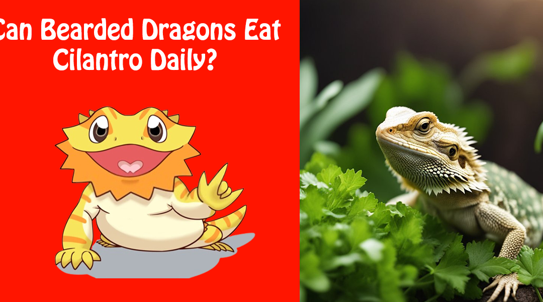Can Bearded Dragons Eat Cilantro Daily?