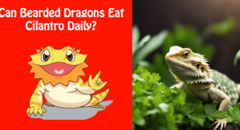 Can Bearded Dragons Eat Cilantro Daily?