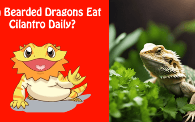 Can Bearded Dragons Eat Cilantro Daily?