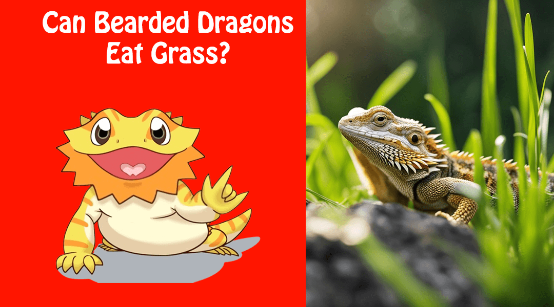 Can Bearded Dragons Eat Grass?