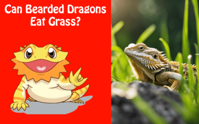 Can Bearded Dragons Eat Grass?