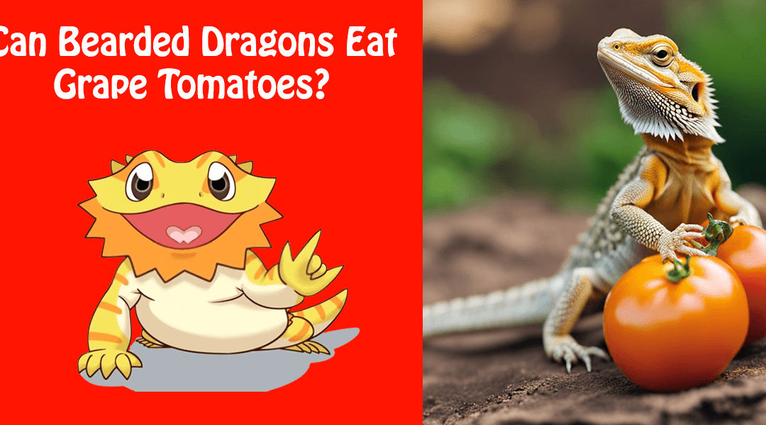 Can Bearded Dragons Eat Grape Tomatoes?