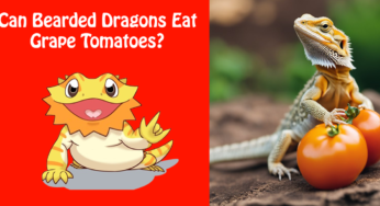Can Bearded Dragons Eat Grape Tomatoes?