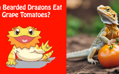 Can Bearded Dragons Eat Grape Tomatoes?