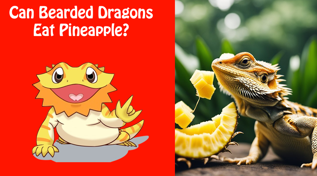 Can Bearded Dragons Eat Pineapple?