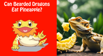 Can Bearded Dragons Eat Pineapple?