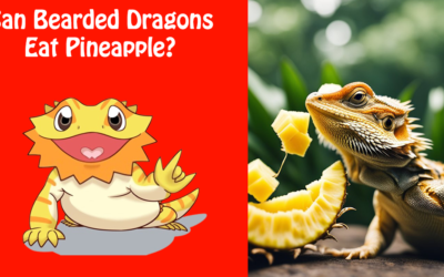 Can Bearded Dragons Eat Pineapple?