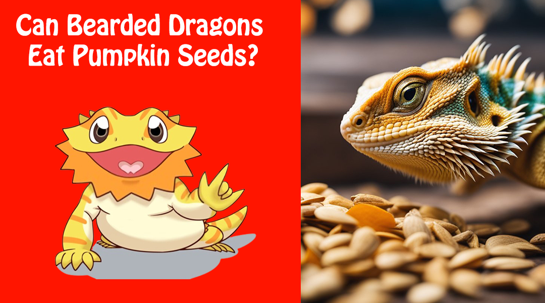 Can Bearded Dragons Eat Pumpkin Seeds?