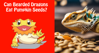 Can Bearded Dragons Eat Pumpkin Seeds?