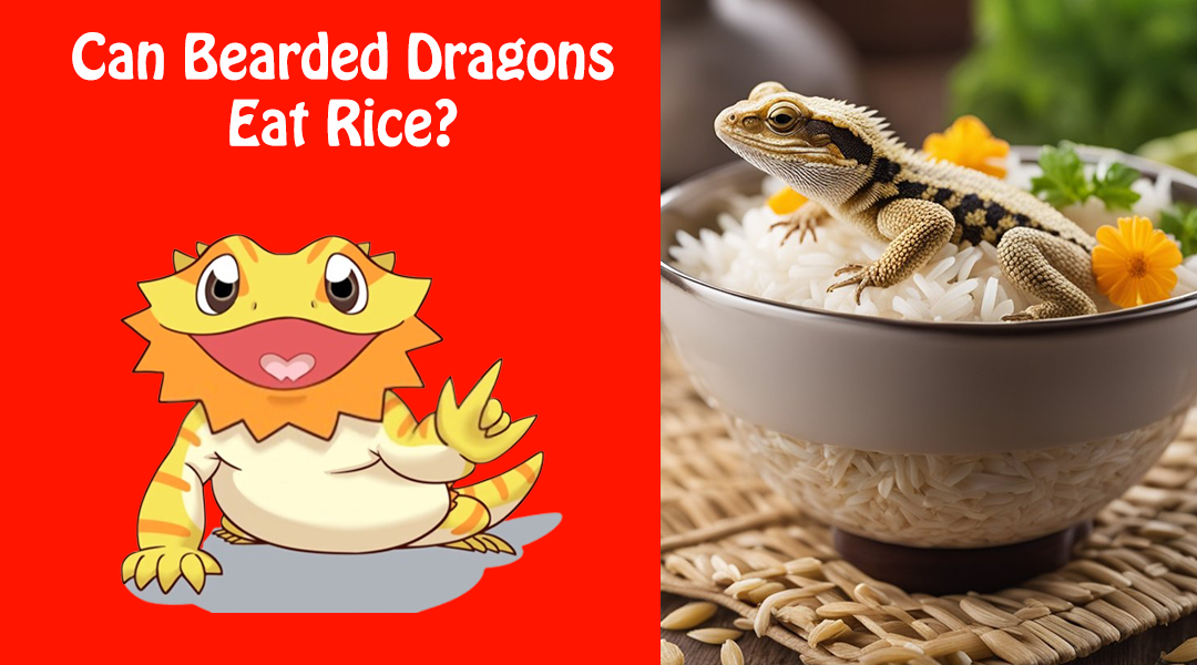 Can Bearded Dragons Eat Rice?