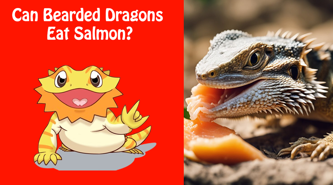 Can Bearded Dragons Eat Salmon?