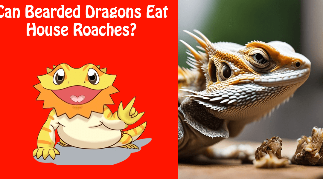 Can Bearded Dragons Eat House Roaches?