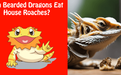 Can Bearded Dragons Eat House Roaches?