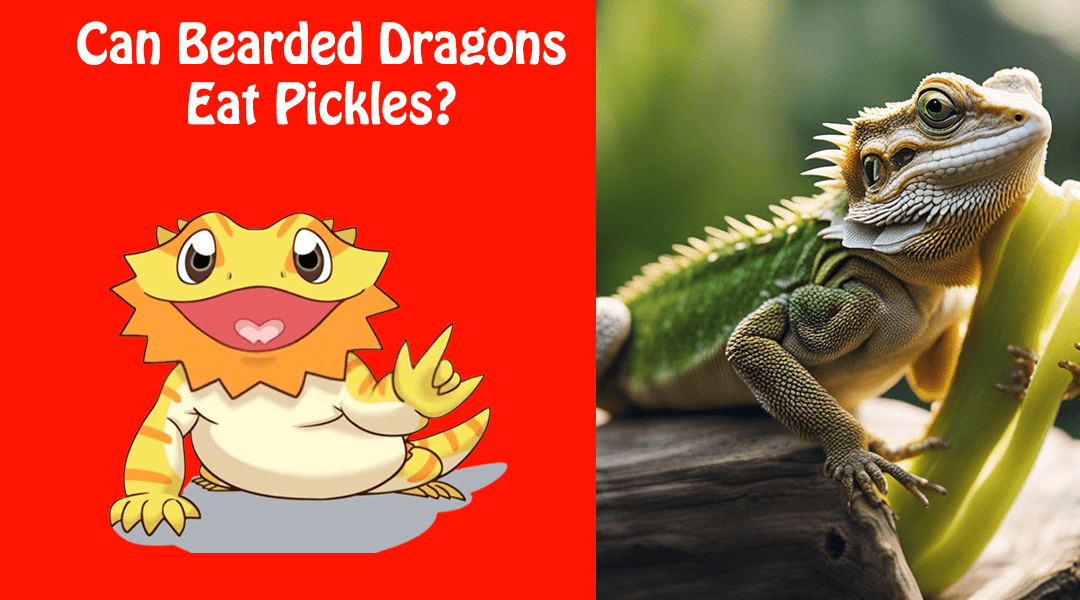 Can Bearded Dragons Eat Pickles?