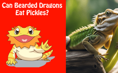 Can Bearded Dragons Eat Pickles?