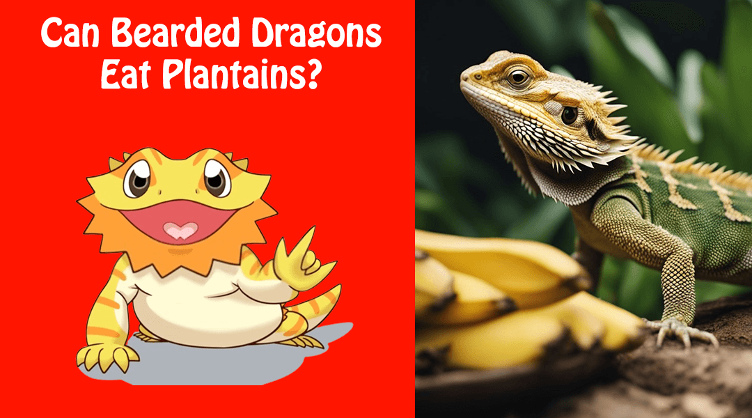 Can Bearded Dragons Eat Plantains?