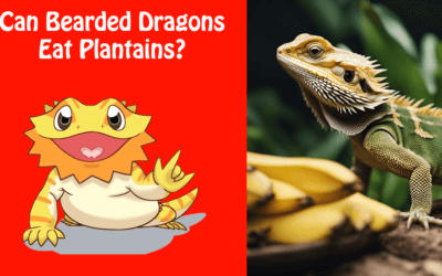 Can Bearded Dragons Eat Plantains?