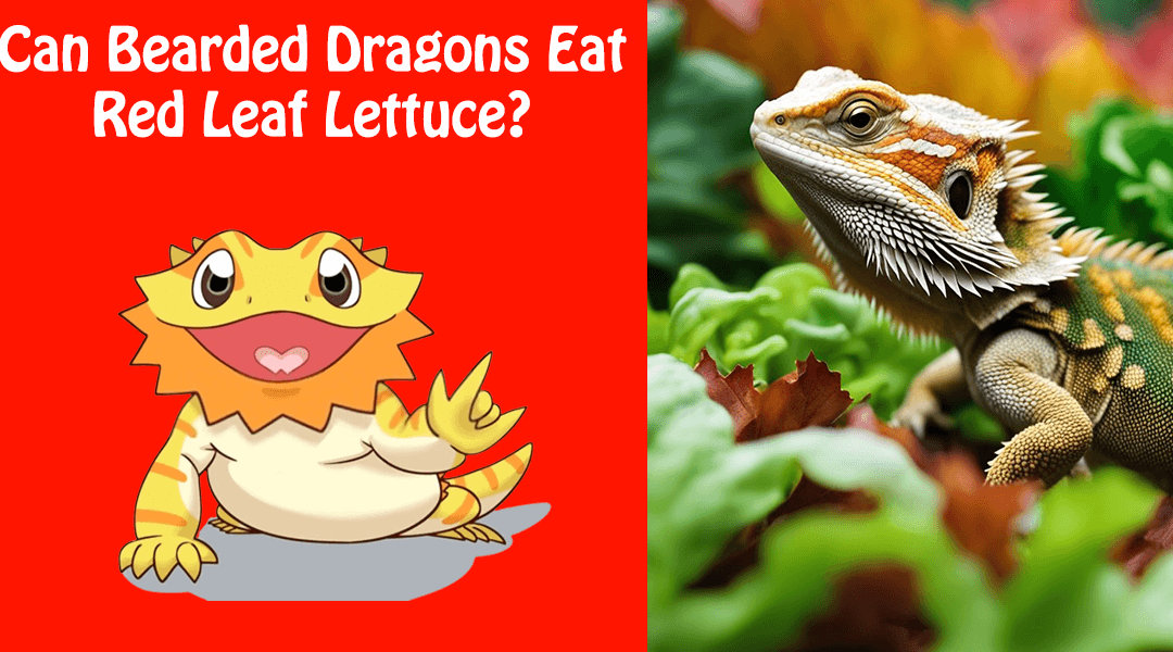 Can Bearded Dragons Eat Red Leaf Lettuce?