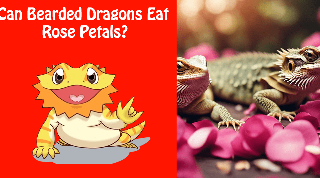 Can Bearded Dragons Eat Rose Petals?