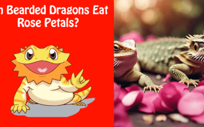 Can Bearded Dragons Eat Rose Petals?