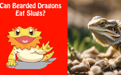 Can Bearded Dragons Eat Slugs?