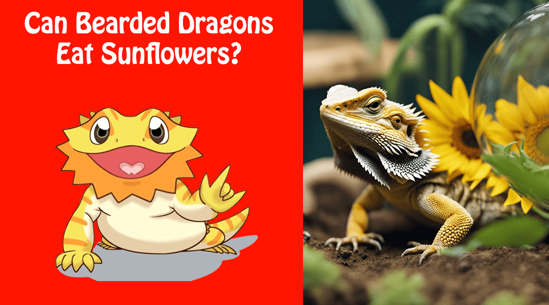 Can Bearded Dragons Eat Sunflowers?