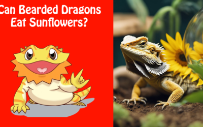 Can Bearded Dragons Eat Sunflowers?
