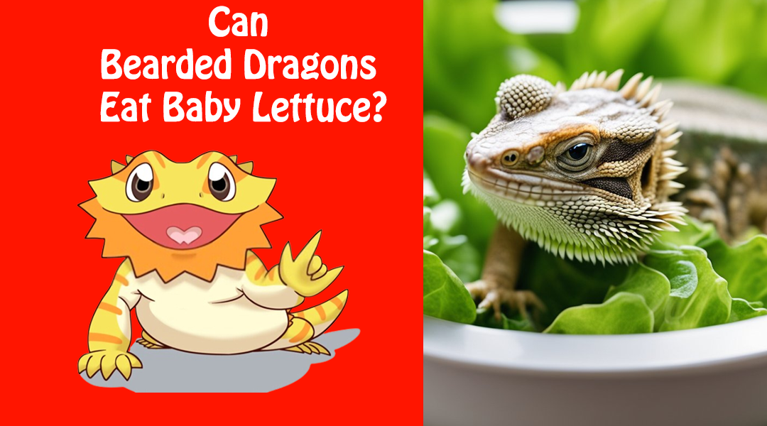 Can Bearded Dragons Eat Baby Lettuce?