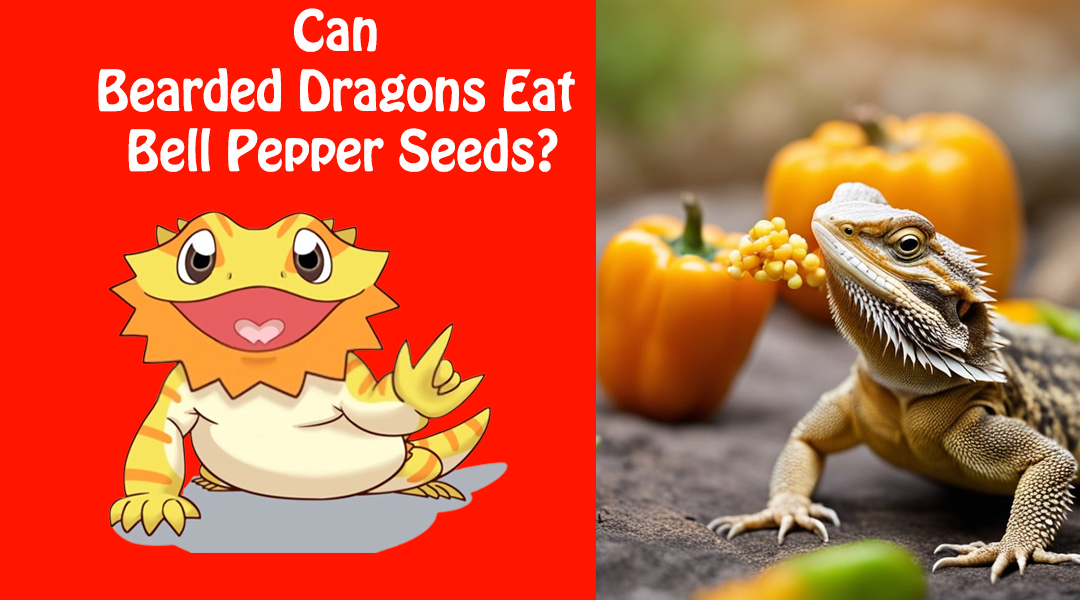 Can Bearded Dragons Eat Bell Pepper Seeds?