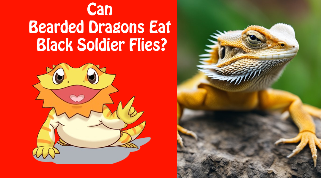 Can Bearded Dragons Eat Black Soldier Flies?