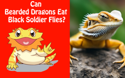 Can Bearded Dragons Eat Black Soldier Flies?